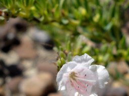 Lobostemon hottentoticus